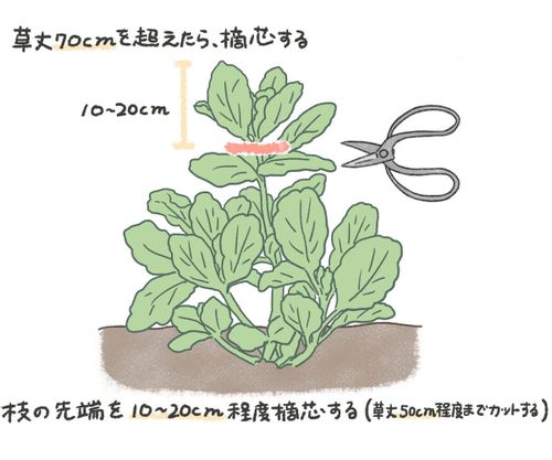 そら豆 空豆 の栽培 育て方 収穫時期はいつ 種まきや摘心の方法は Greensnap グリーンスナップ