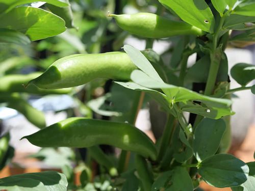 そら豆 空豆 の栽培 育て方 収穫時期はいつ 種まきや摘心の方法は Greensnap グリーンスナップ そら豆 空豆 の栽培 育て方 収穫時期はいつ 種まきや摘心の方法は Greensnap グリーンスナップ