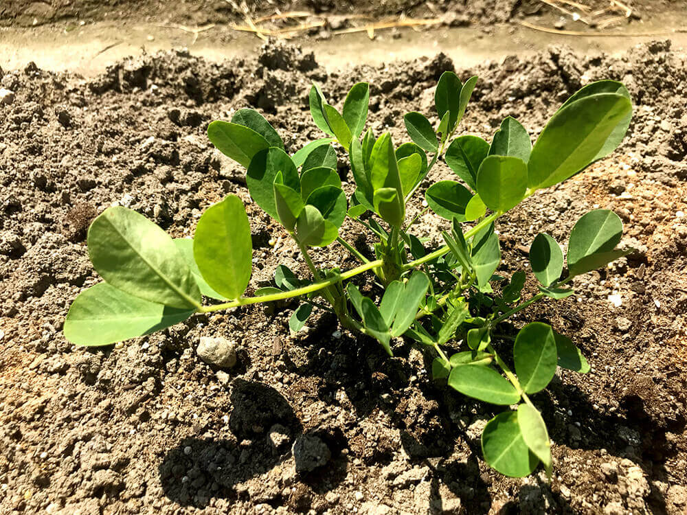 落花生の育て方 種まき時期や種を植える向きは プランター栽培もできる Greensnap グリーンスナップ