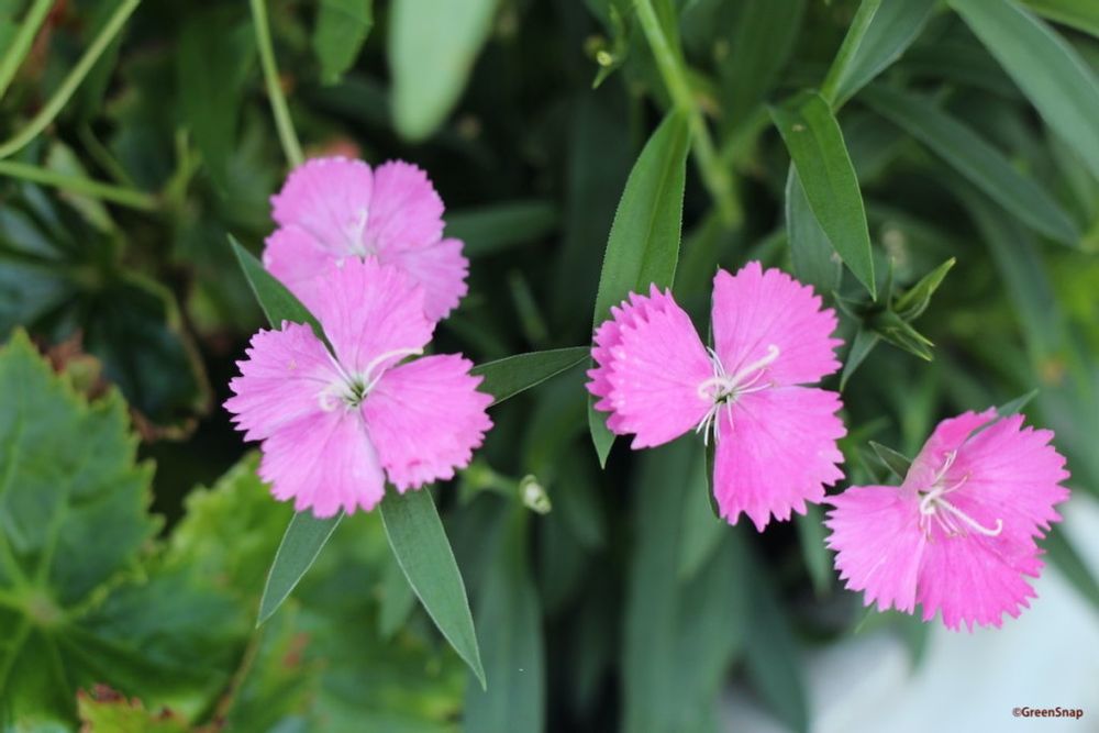 セキチク ナデシコ