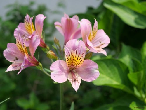 アルストロメリアの花言葉 花が咲く時期や種類は いつの誕生花 Greensnap グリーンスナップ