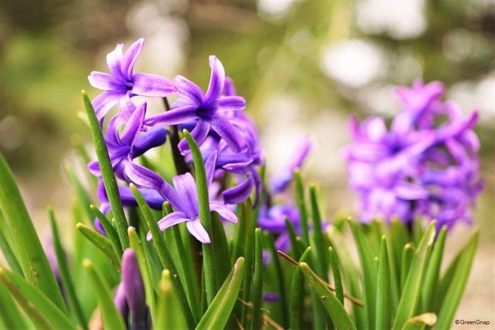 ヒヤシンス ローマン系