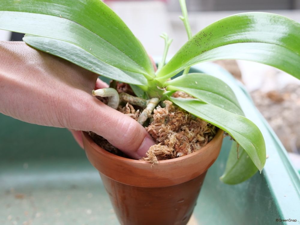 胡蝶蘭 植え替え