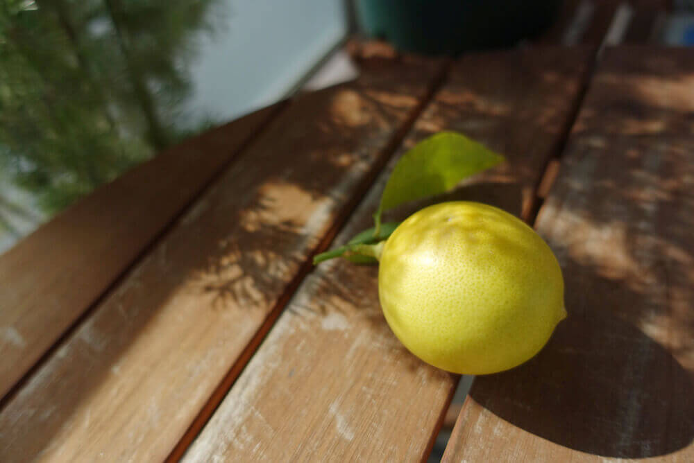 レモンの木の育て方を徹底解説 鉢植え栽培の方法 実がなるまでの期間や収穫時期は Greensnap グリーンスナップ