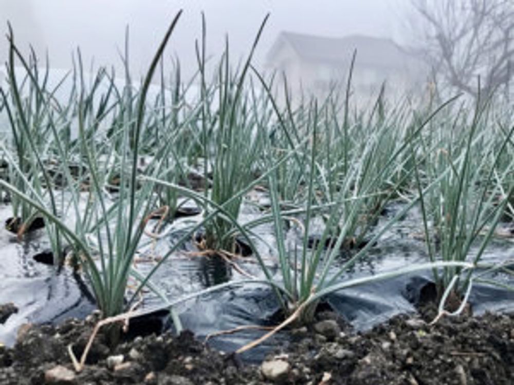 らっきょう　植え付け