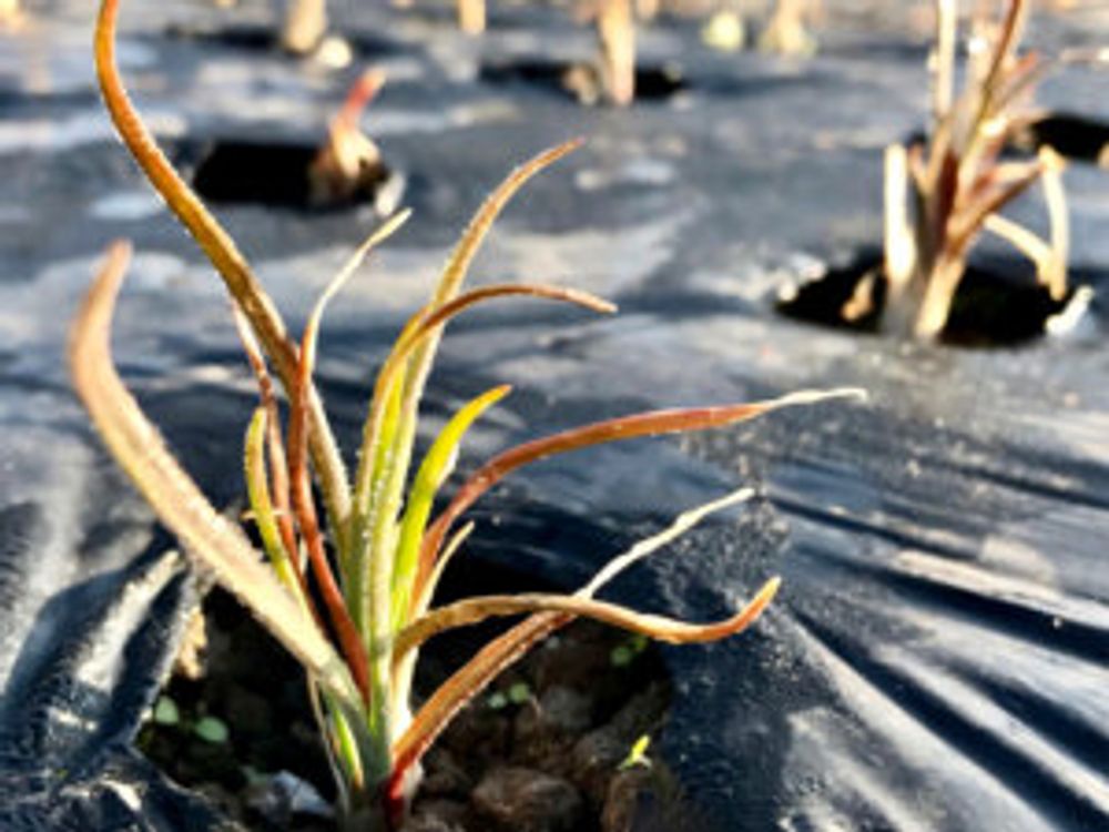 らっきょう　新芽