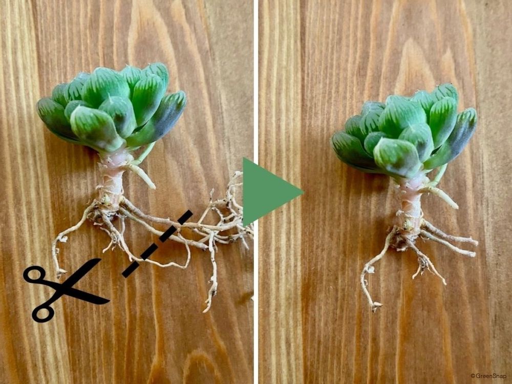 ハオルチア 増やし方 根を切る