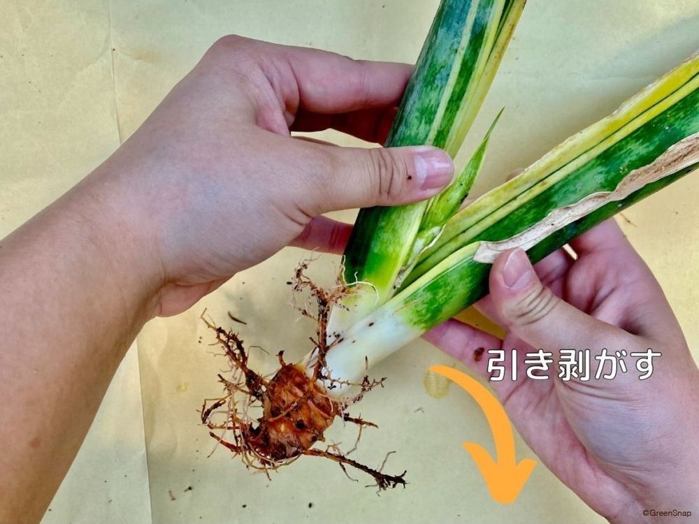 サンスベリア 葉を剥がす