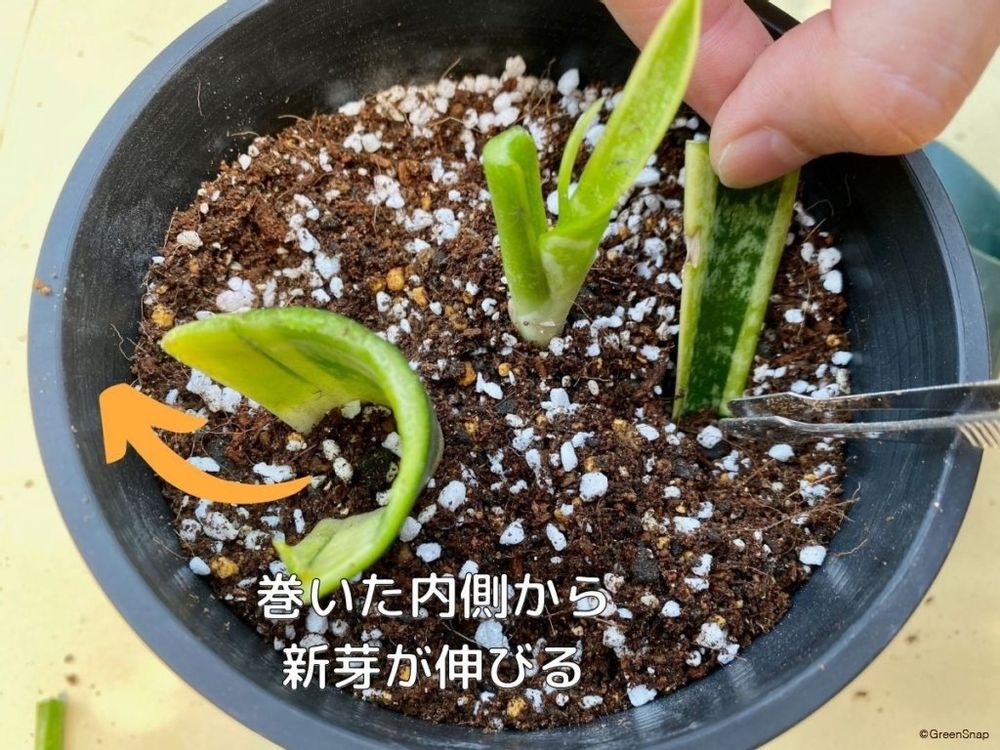 サンスベリア 葉挿し 土に挿す