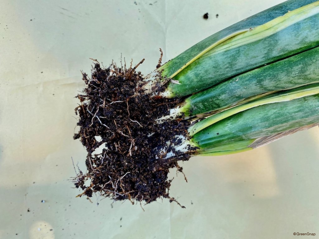 サンスベリアの植え替え方法えを写真で解説 時期はいつ 株分けのコツ 土と鉢の選び方は Greensnap グリーンスナップ