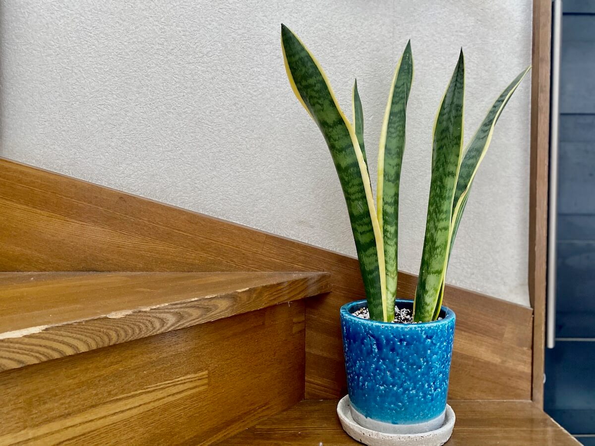 Dépotage d'une sansevière