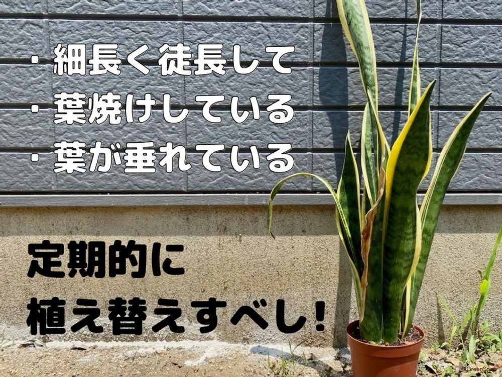 サンスベリア 植え替えサイン
