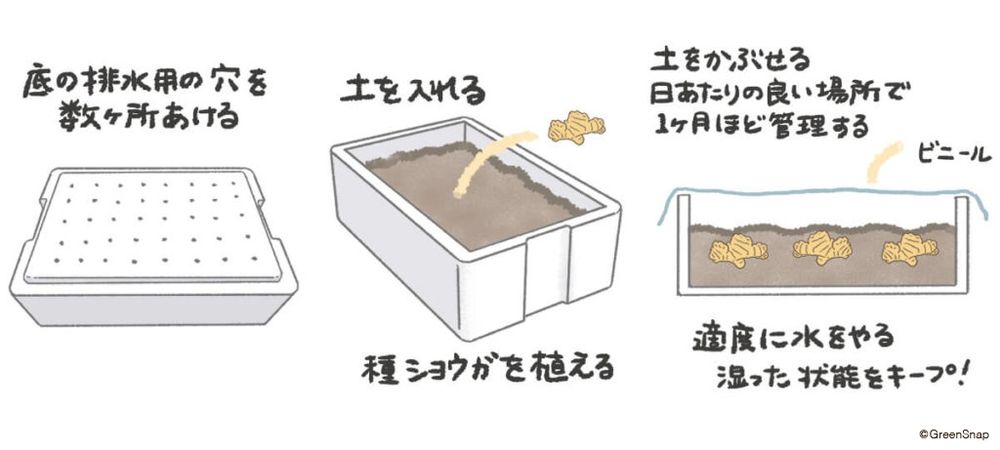 生姜 芽出し イラスト