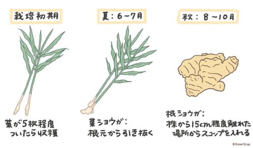 生姜 しょうが の栽培方法 育て方 芽出しの方法は 植えっぱなしでも作れる Greensnap グリーンスナップ