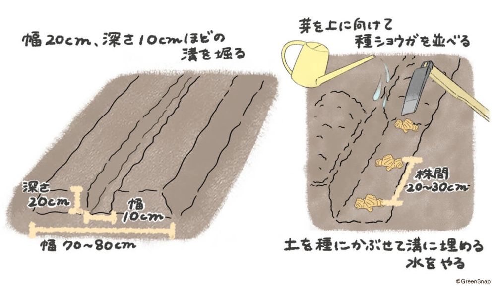 生姜 植え方 イラスト