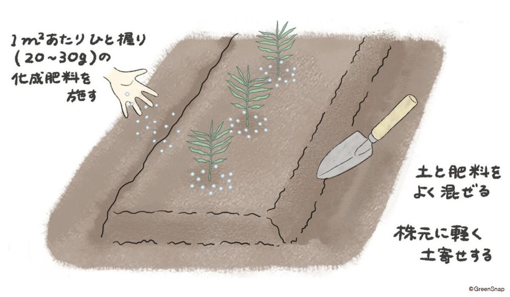 生姜 追肥・肥料 イラスト