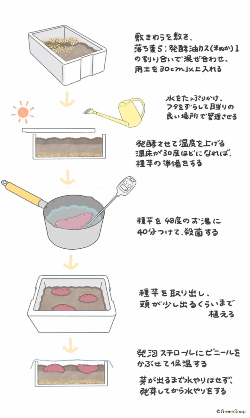 サツマイモ 芽出し 温床栽培 イラスト