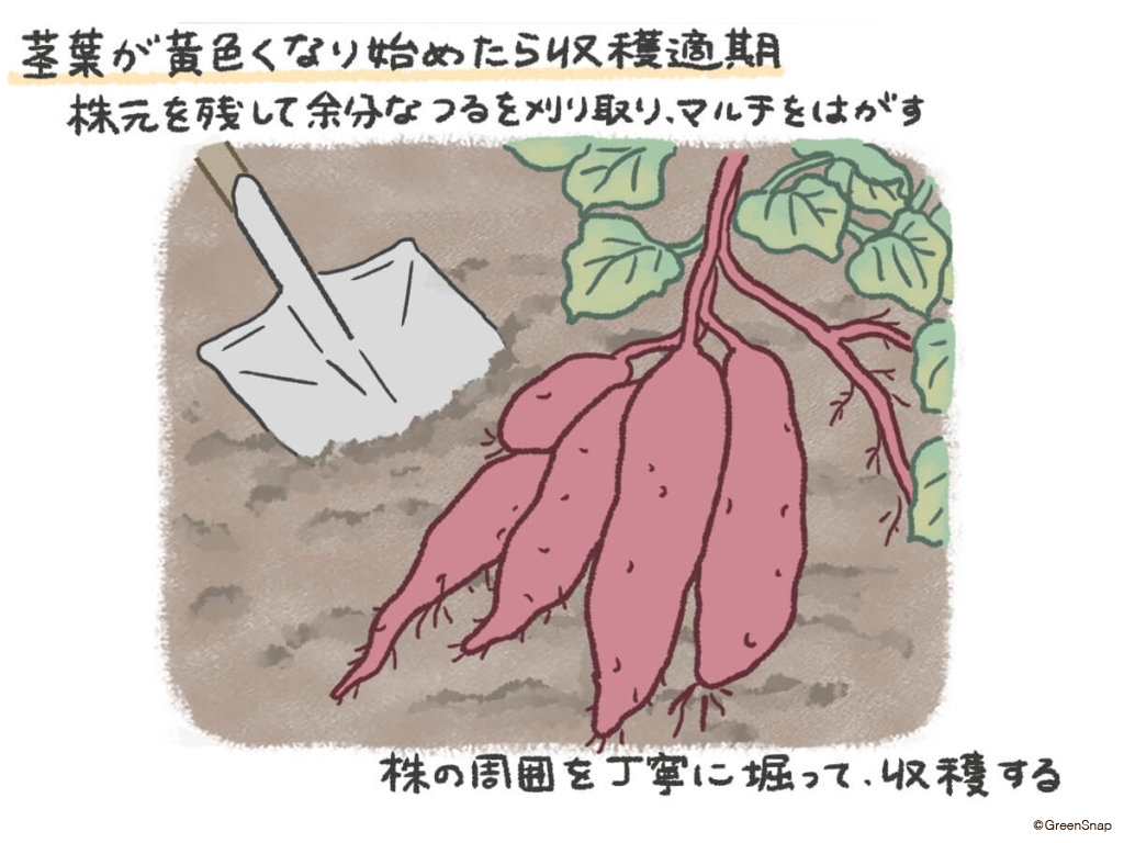 サツマイモ　収穫　イラスト