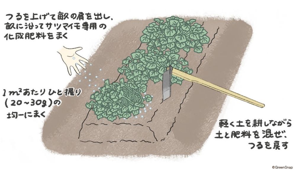 サツマイモ 肥料・追肥 イラスト