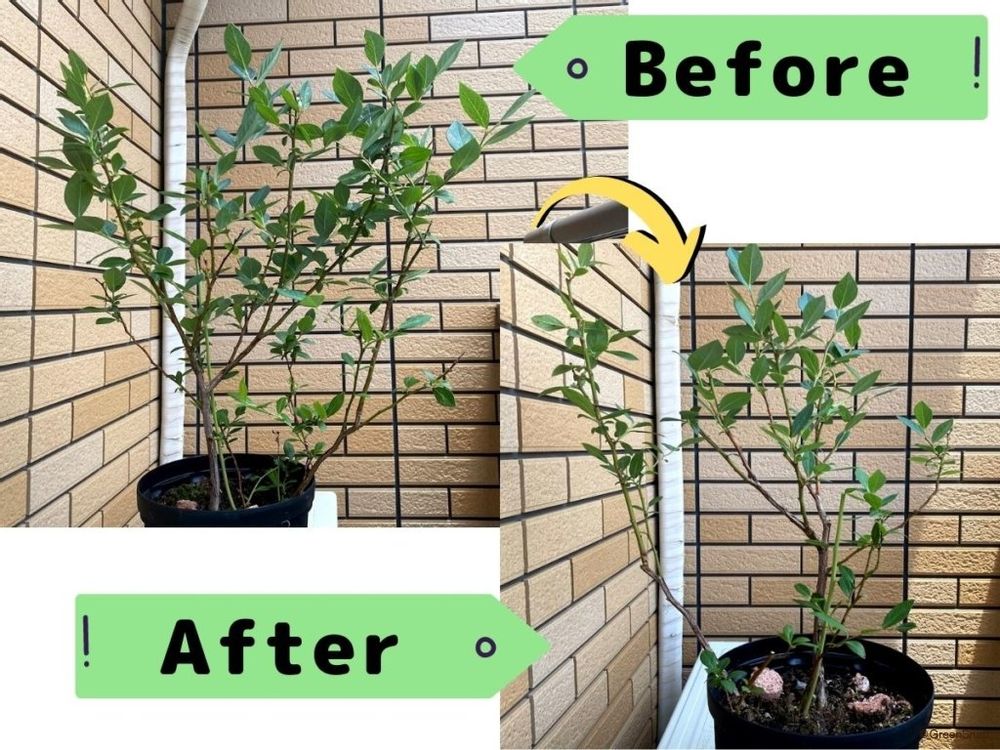 ブルーベリー 剪定 ビフォーアフター 夏