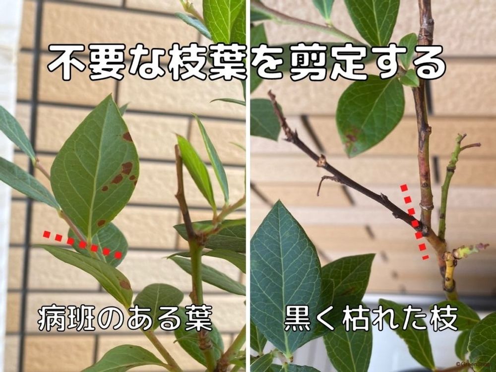 ブルーベリー 剪定 不要な枝葉