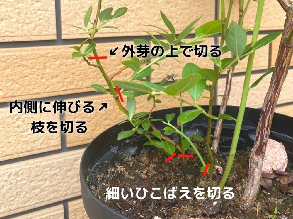ブルーベリー 剪定 夏 ひこばえ