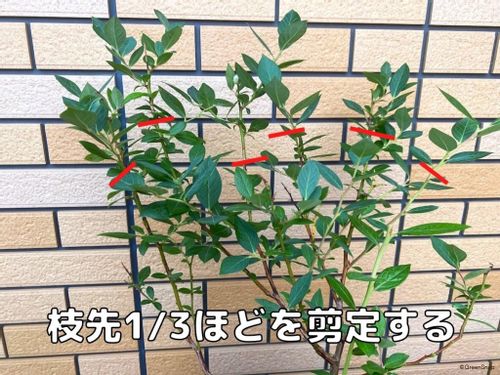 ブルーベリーの剪定 時期はいつ 夏や冬剪定の仕方は Greensnap グリーンスナップ