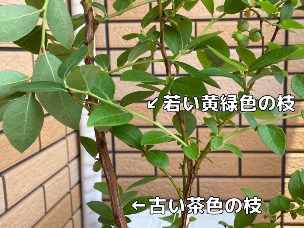 ブルーベリー 剪定 古い枝 若い枝