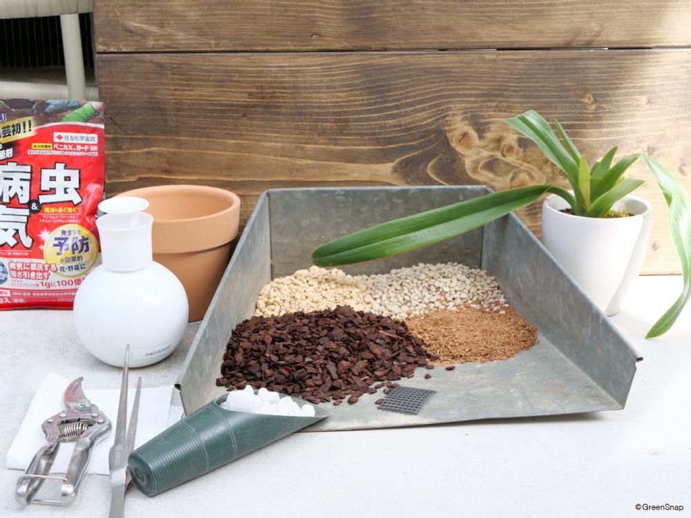 蘭 ラン 植え替え 用意するもの