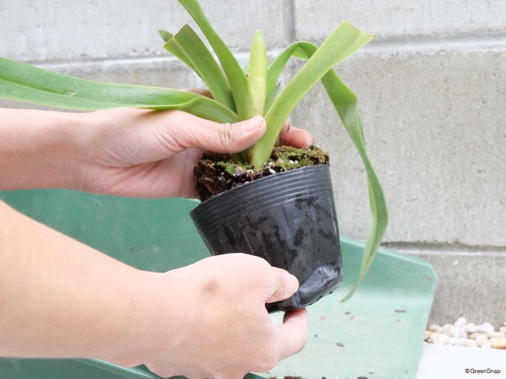 蘭 植え替え ポットから抜く