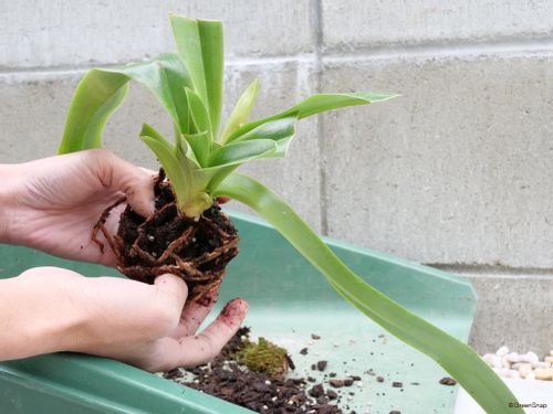 洋ラン 蘭 の育て方 植え替えの時期はいつ 花が終わったらどうする Greensnap グリーンスナップ