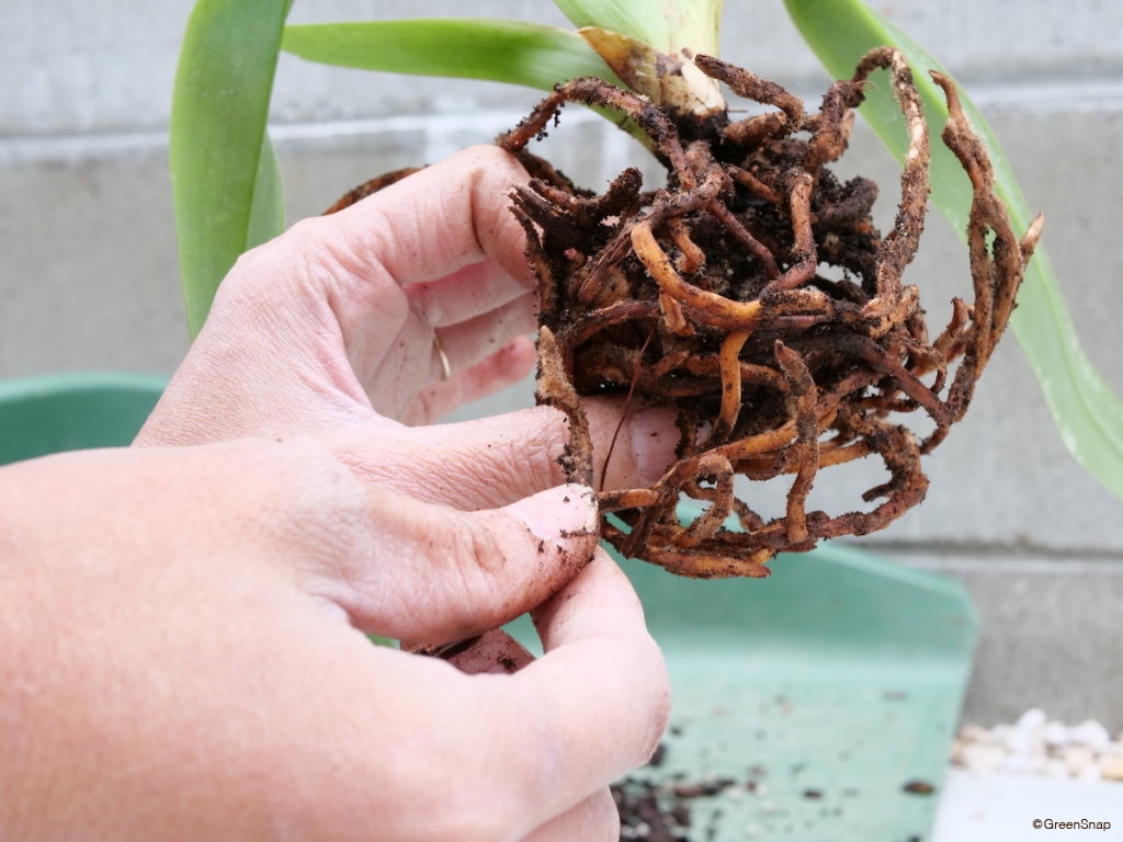 蘭 植え替え 枯れた根を剪定する
