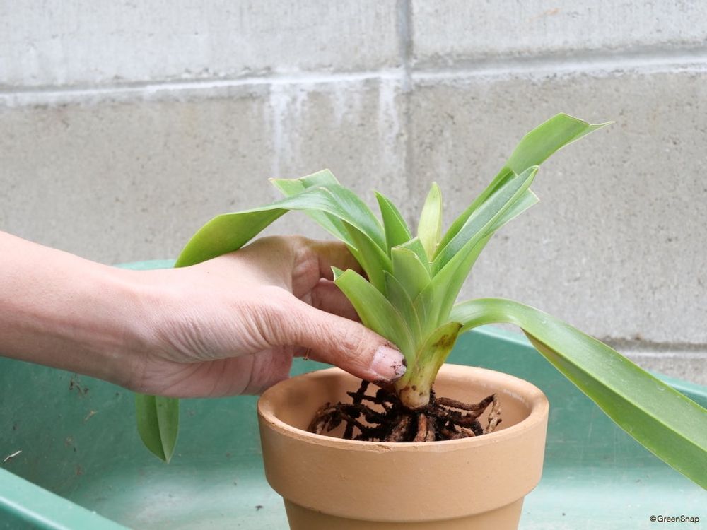 蘭 植え替え 新しい鉢に苗を据える