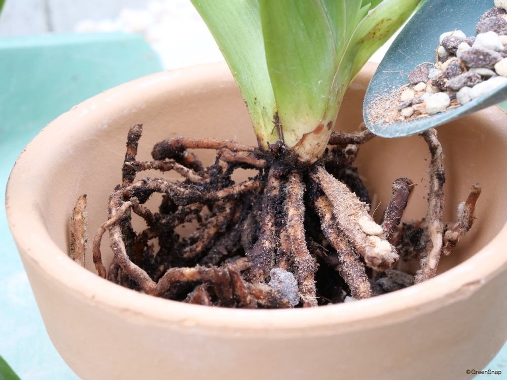 蘭 植え替え 隙間に植え込み材をいれる