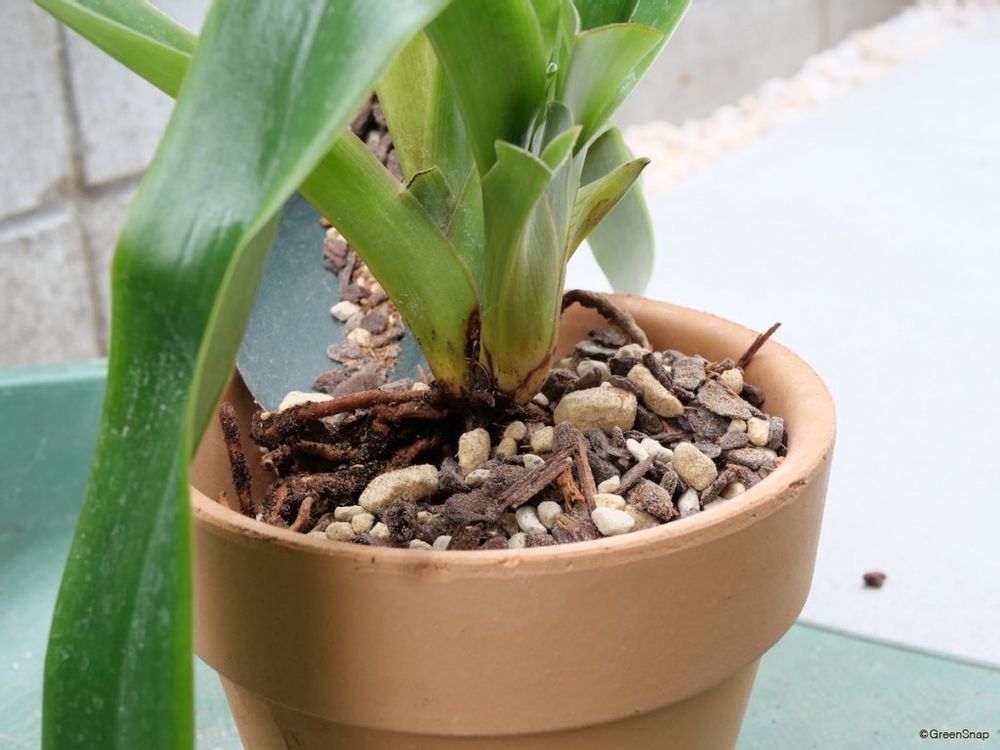 蘭 植え替え 隙間に鉢周りに植え込み材をいれる