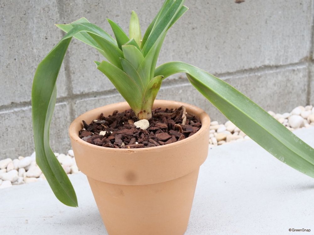 蘭 植え替え バークで化粧