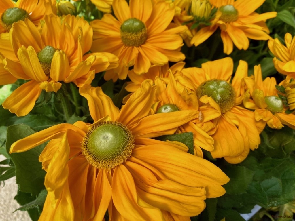 色 本数別 ひまわりの花言葉には怖い意味もある 花束におすすめの大きさは Greensnap グリーンスナップ