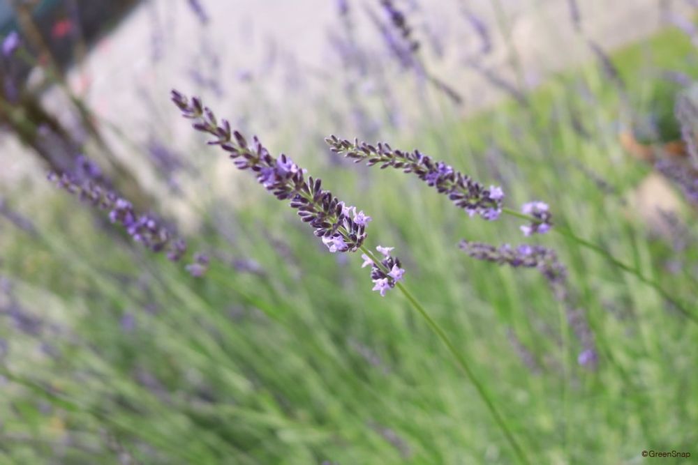 ラベンダー 咲き始め