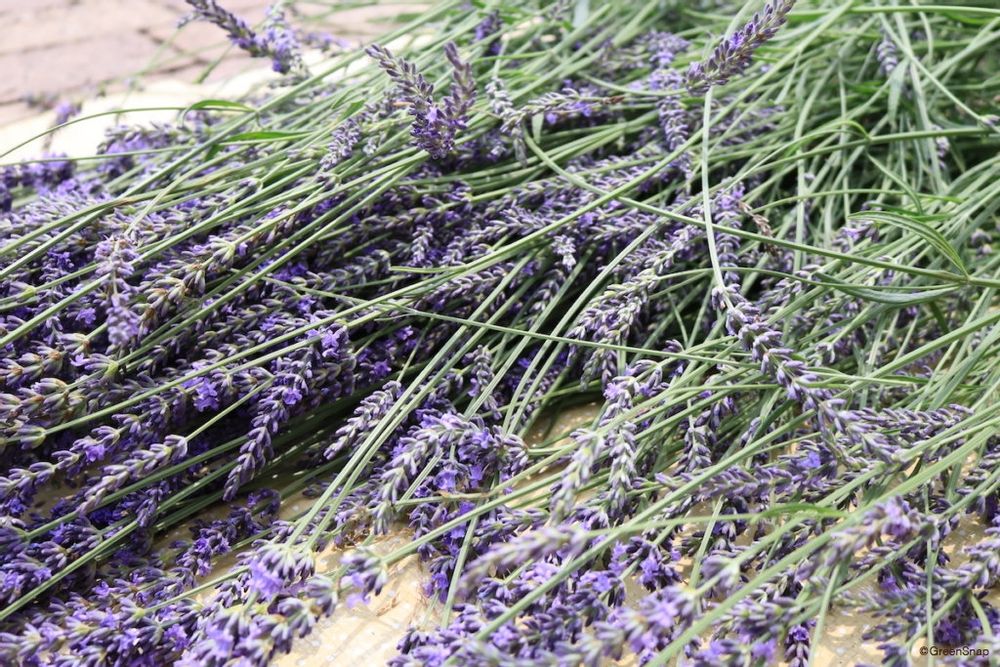 ラベンダー ラバンディン