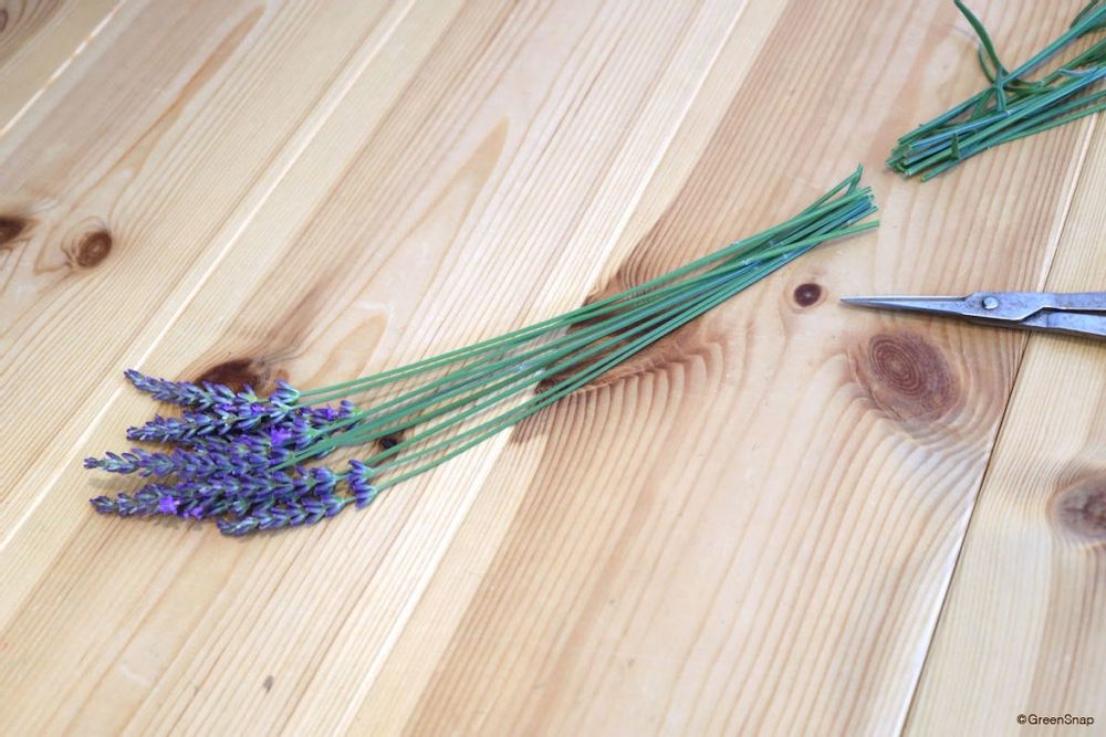 ラベンダー ドライフラワーの作り方 茎を切りそろえる