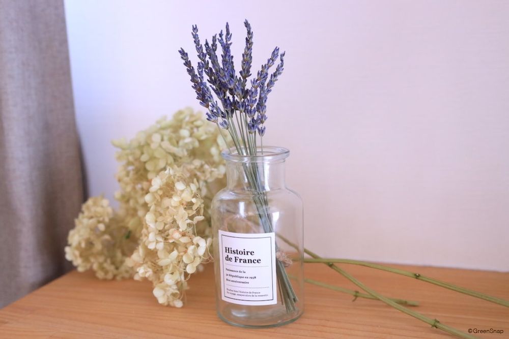 ラベンダー ドライフラワー