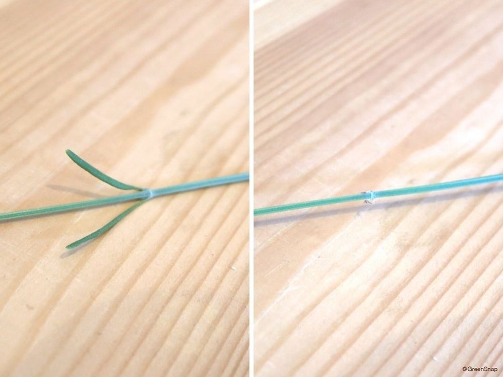 ラベンダー ドライフラワーの作り方 葉を取り除く