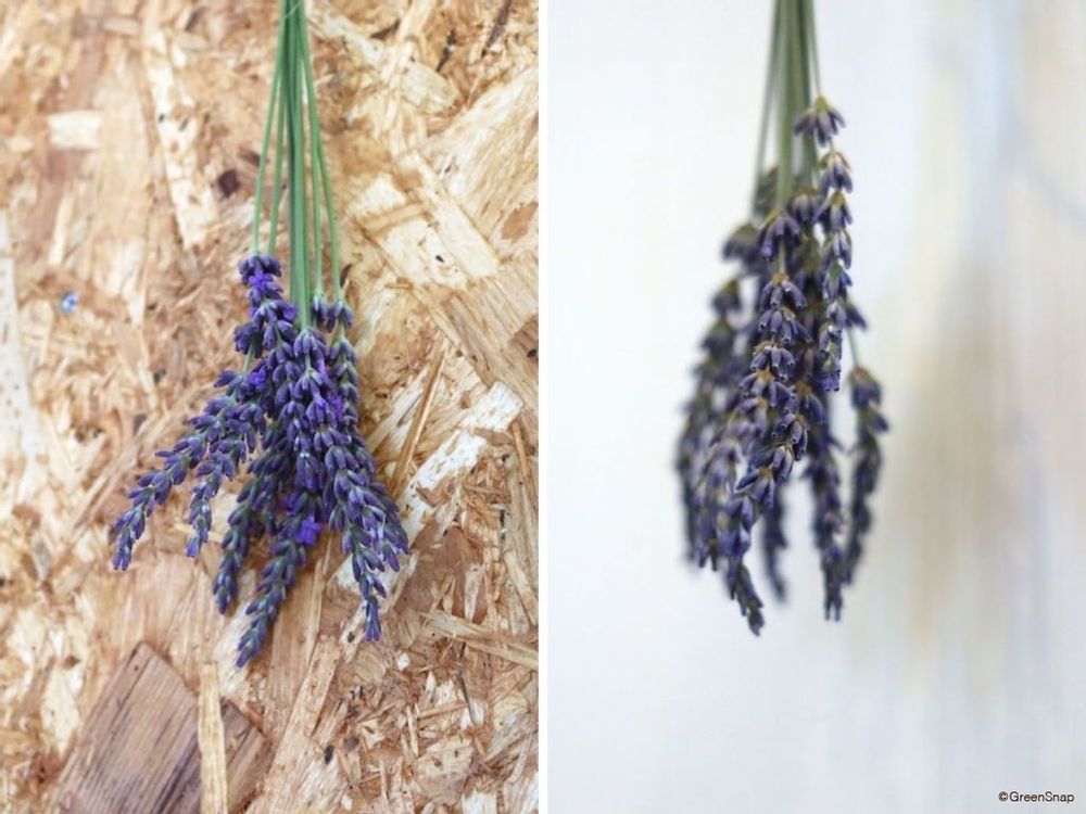 ラベンダー ドライフラワーの作り方 吊るして乾燥させる