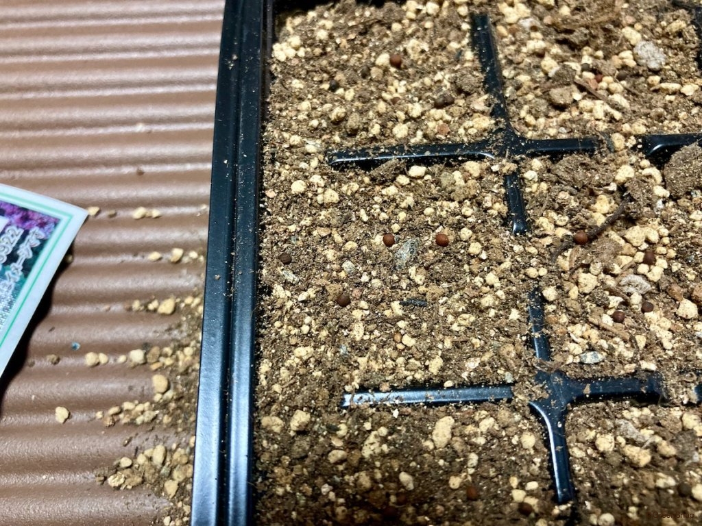 葉牡丹 種まき 土をかぶせる