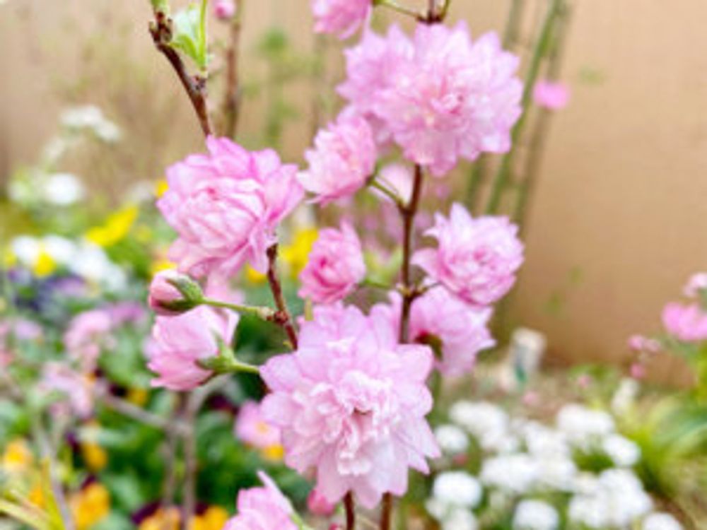 ニワザクラ　ピンク