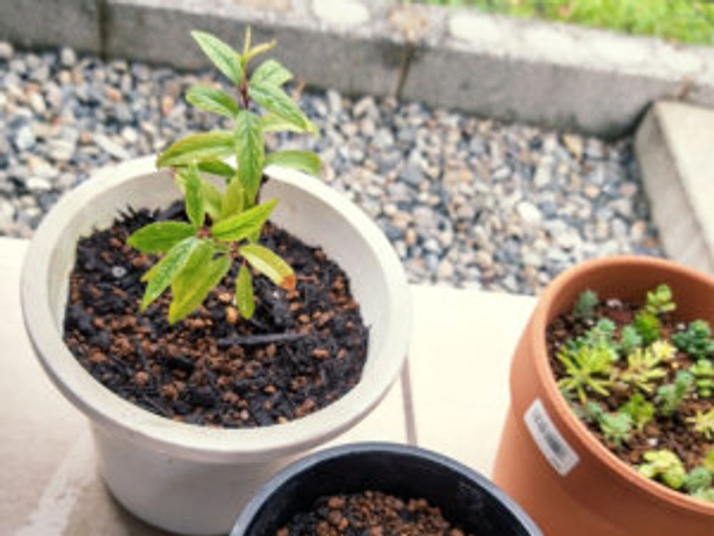 ニワザクラ　挿し木