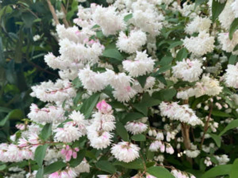 ニワザクラ　地植え