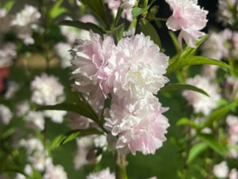 ニワザクラ　満開