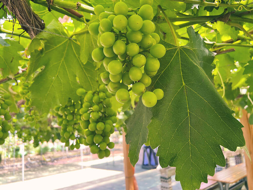 ブドウ 葡萄 の育て方 鉢植えで栽培できる 仕立て方や実がなるまでの期間は Greensnap グリーンスナップ