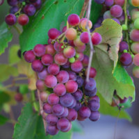 ブドウ(葡萄)の育て方｜鉢植えで栽培できる？仕立て方や実がなるまでの期間は？の画像